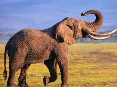 六一六一大地穿上花衣歌曲