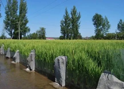 延寿大米和五常大米的区别