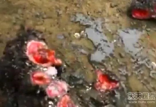 男子捡到奇石:切开后惊呆众人（竟是鲜嫩嫩的肉）