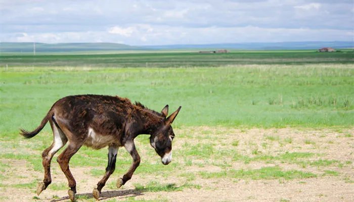 黔驴技穷的寓意和道理 黔驴技穷出自哪里