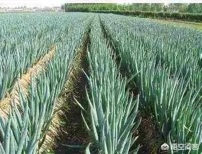 你如何看待““大葱毒死羊”案两名种植户获刑