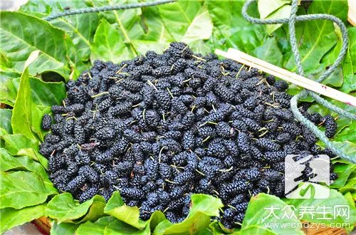 自制桑葚酒的危害