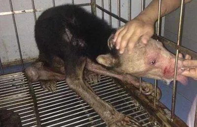 水猴子水鬼到底长什么样 真实水猴子水鬼图片