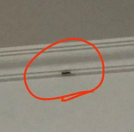 会打虫子的外卖哥是什么梗？