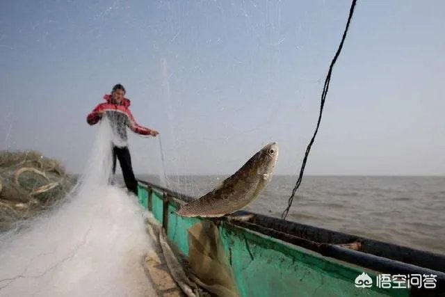 长江刀鱼养殖已经成功几年了,为什么有人说在市场上没有见到?