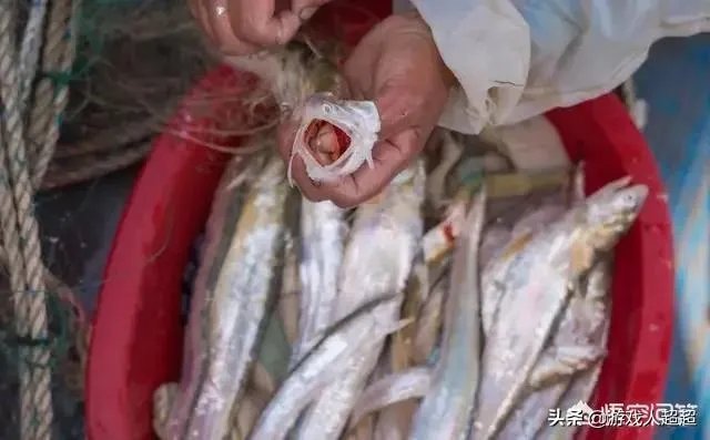 长江刀鱼养殖已经成功几年了,为什么有人说在市场上没有见到?