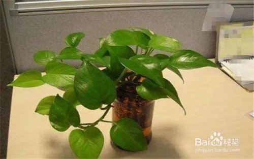 如何祛除装修污染