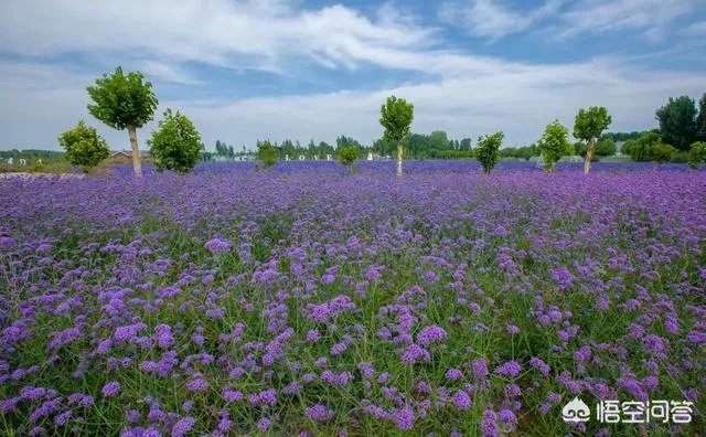 今年五一放假四天时间你准备去哪里玩呢？
