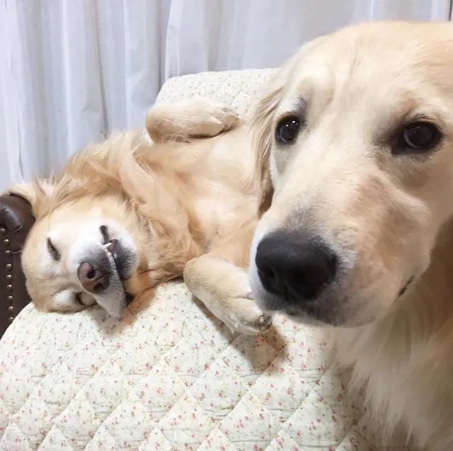 这次2017英雄联盟季中冠军赛你们最看好哪支队伍？