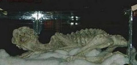 水猴子水鬼到底长什么样 真实水猴子水鬼图片