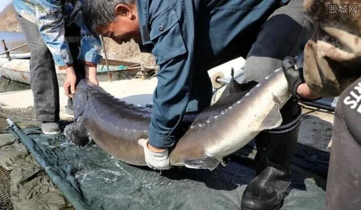 68条鱼600万 这里鲟鳇鱼养殖估值竟上亿？