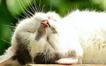 2023年农历十月廿七是黄道吉日吗 2023年十月廿七财神在哪个方向