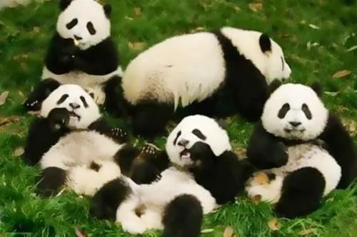 韩国真的有发现大熊猫的化石吗？