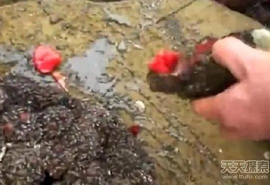 男子捡到奇石:切开后惊呆众人（竟是鲜嫩嫩的肉）