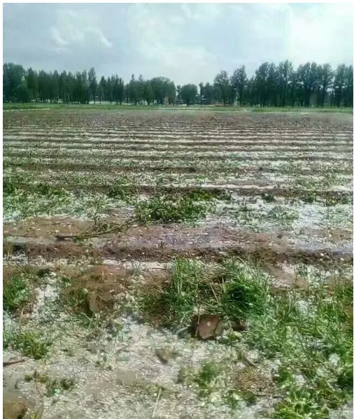 多图陕西榆林遭冰雹情况怎么样？