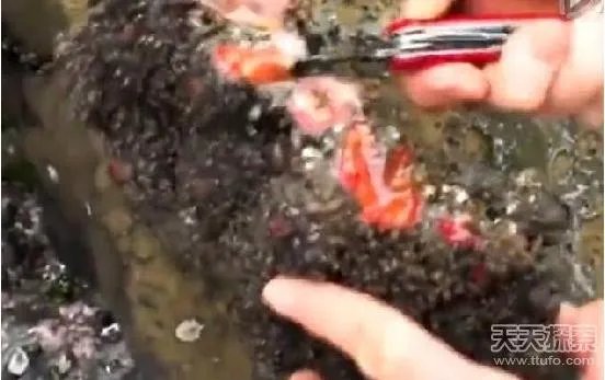 男子捡到奇石:切开后惊呆众人（竟是鲜嫩嫩的肉）