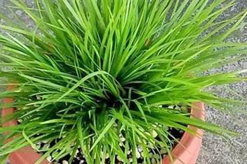 菖蒲的功效与作用