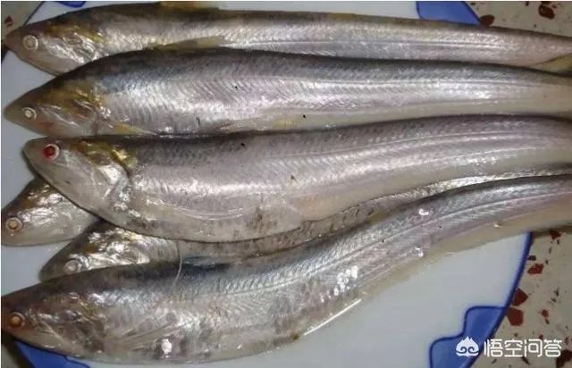 长江刀鱼养殖已经成功几年了,为什么有人说在市场上没有见到?