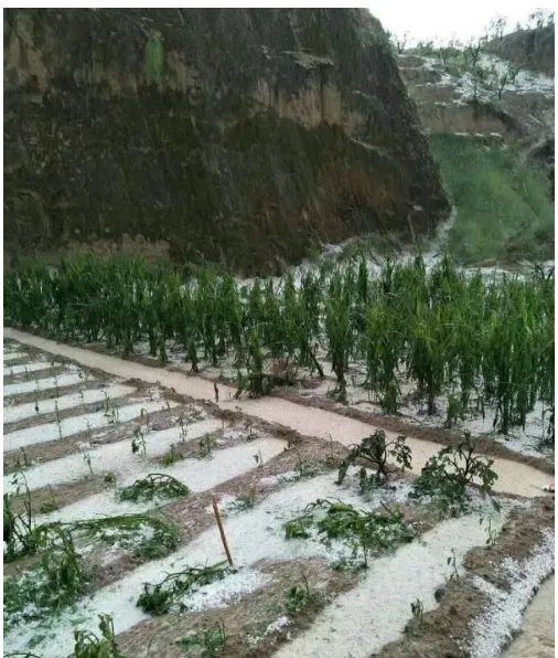 多图陕西榆林遭冰雹情况怎么样？