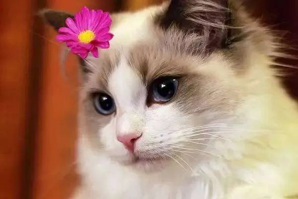 如何看待“给每个员工发一只猫，可以起到稳定团队的作用”这句话？