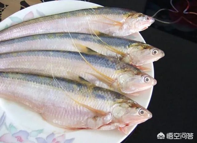 长江刀鱼养殖已经成功几年了,为什么有人说在市场上没有见到?