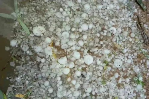 多图陕西榆林遭冰雹情况怎么样？