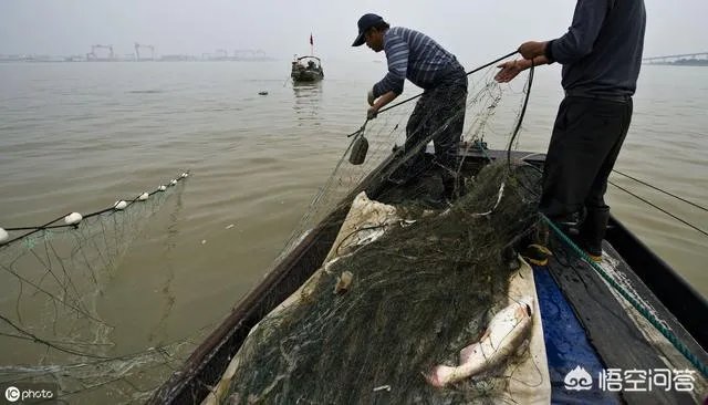 长江刀鱼养殖已经成功几年了,为什么有人说在市场上没有见到?