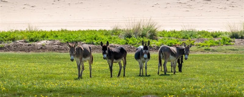 黔驴技穷的寓意和道理 黔驴技穷出自哪里