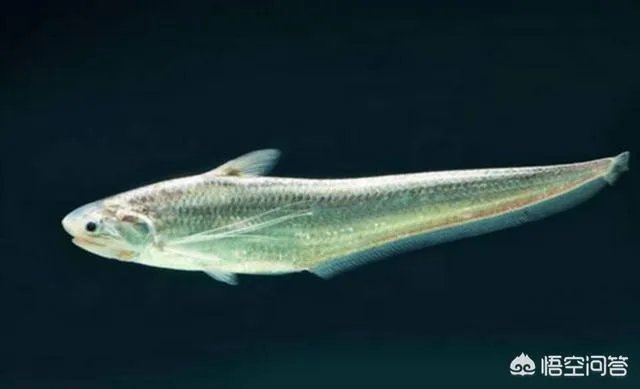 长江刀鱼养殖已经成功几年了,为什么有人说在市场上没有见到?