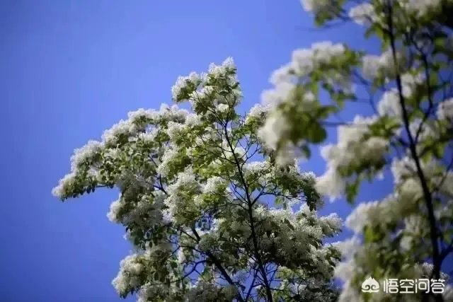 今年五一放假四天时间你准备去哪里玩呢？