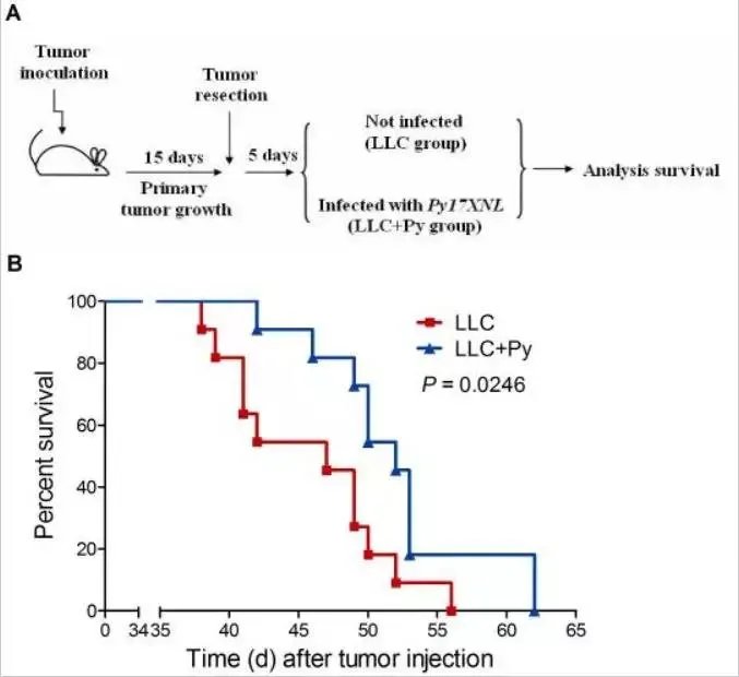 “疟原虫抗癌”真的靠谱吗？
