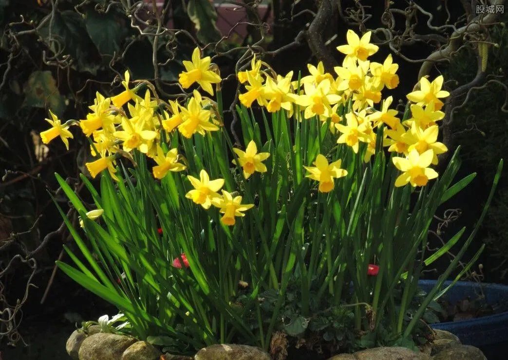 偷洋水仙包饺中毒 食物一定要认清不可乱吃