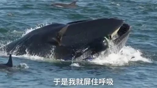 潜水员被鲸鱼吞入画面曝光：还原过程始末惊险一幕（图）