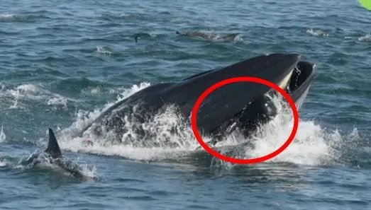 潜水员被鲸鱼吞入画面曝光：还原过程始末惊险一幕（图）