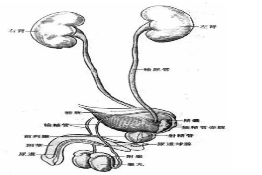 肾膀胱尿道位置图片