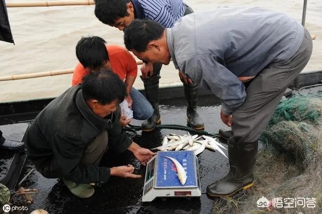 长江刀鱼养殖已经成功几年了,为什么有人说在市场上没有见到?