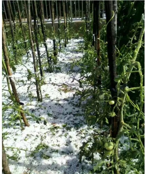 多图陕西榆林遭冰雹情况怎么样？