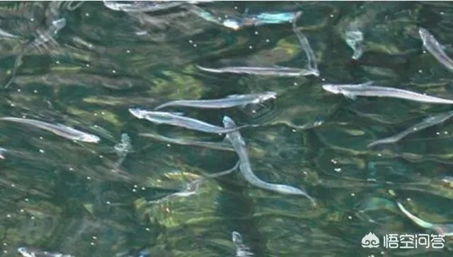长江刀鱼养殖已经成功几年了,为什么有人说在市场上没有见到?