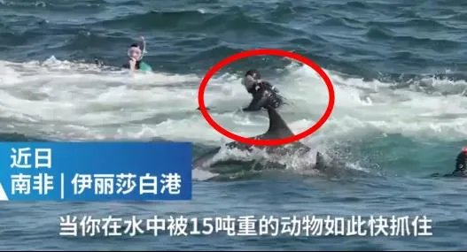 潜水员被鲸鱼吞入画面曝光：还原过程始末惊险一幕（图）