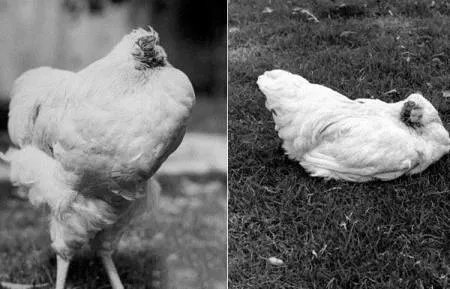 被砍掉头的公鸡为何仍能存活18个月而不死？