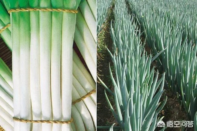 你如何看待““大葱毒死羊”案两名种植户获刑