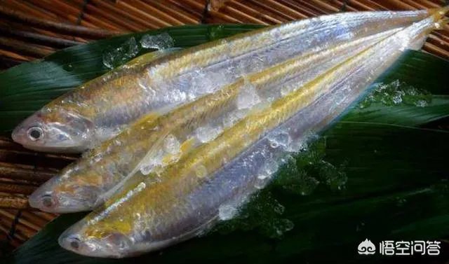 长江刀鱼养殖已经成功几年了,为什么有人说在市场上没有见到?