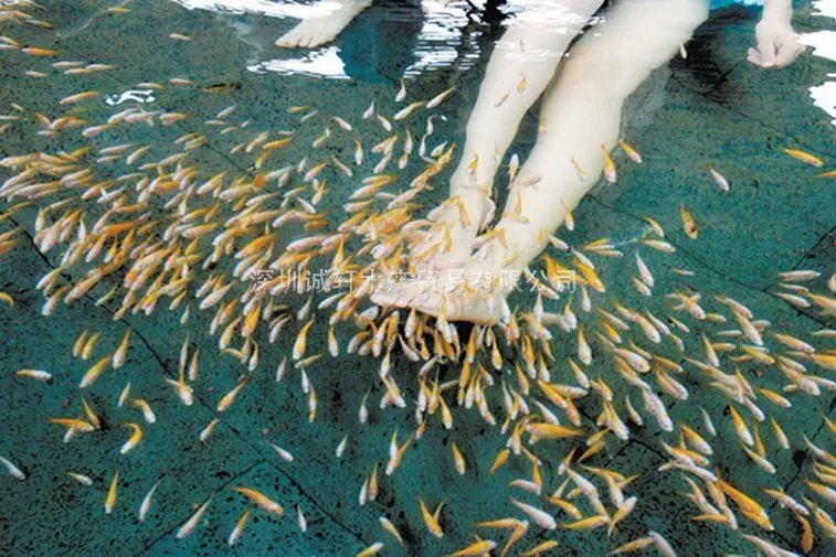 土耳其温泉鱼的养殖要求