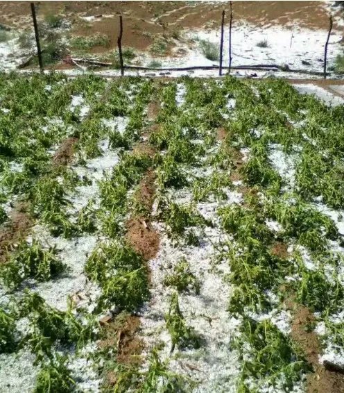 多图陕西榆林遭冰雹情况怎么样？
