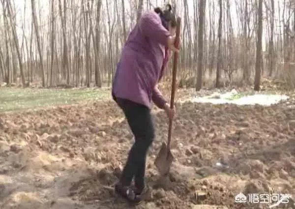 如何看待江苏宿迁女子不识字不会存款，将5000元钱埋土里，却被邻居挖走？