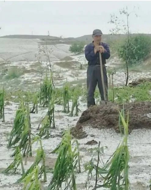 多图陕西榆林遭冰雹情况怎么样？