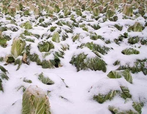 寒潮对农业的影响大吗？