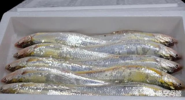 长江刀鱼养殖已经成功几年了,为什么有人说在市场上没有见到?
