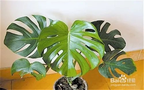 如何祛除装修污染