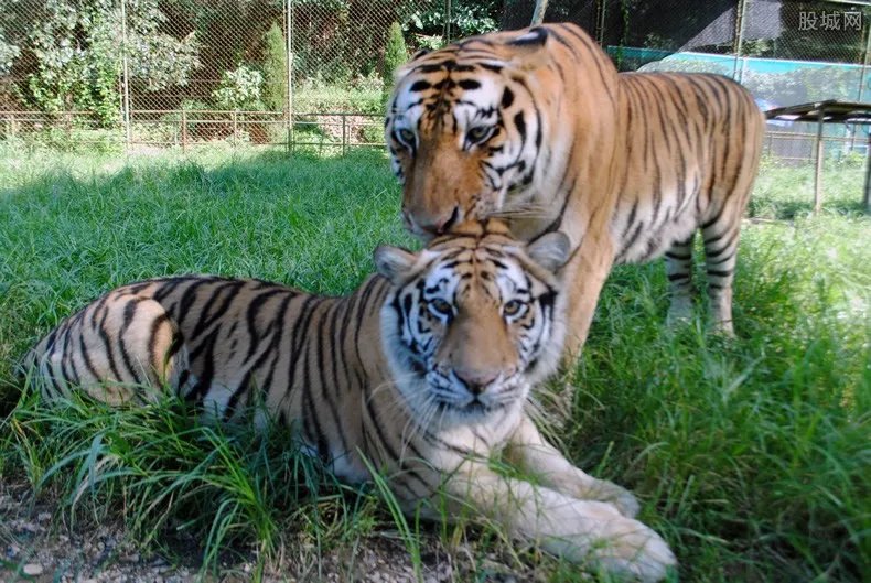 老虎闯入婚礼现场 婚礼现场布置需要多少钱